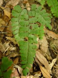 Adiantum diaphanum. Adaxial surface of mature 2-pinnate frond.
 Image: L.R. Perrie © Te Papa CC BY-NC 3.0 NZ